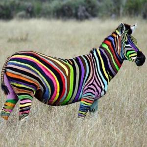 zebre couleurs